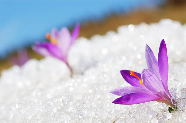 In focus image of a purple crocus in the snow Crocus longiflorus in the sun, flowering amid thawing snow crocus tommasinianus stock pictures, royalty-free photos & images