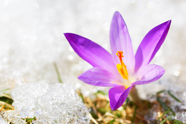 sunny ostern krokus - snow crocus flower spring stock-fotos und bilder