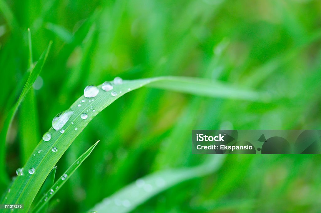 Cool Frühling Gras - Lizenzfrei Bildhintergrund Stock-Foto