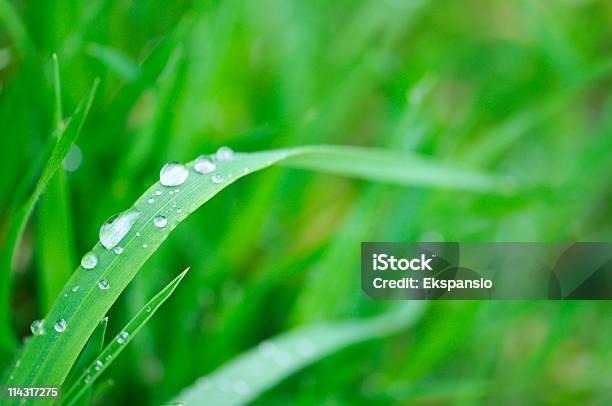 Cool Frühling Gras Stockfoto und mehr Bilder von Bildhintergrund - Bildhintergrund, Einfachheit, Extreme Nahaufnahme