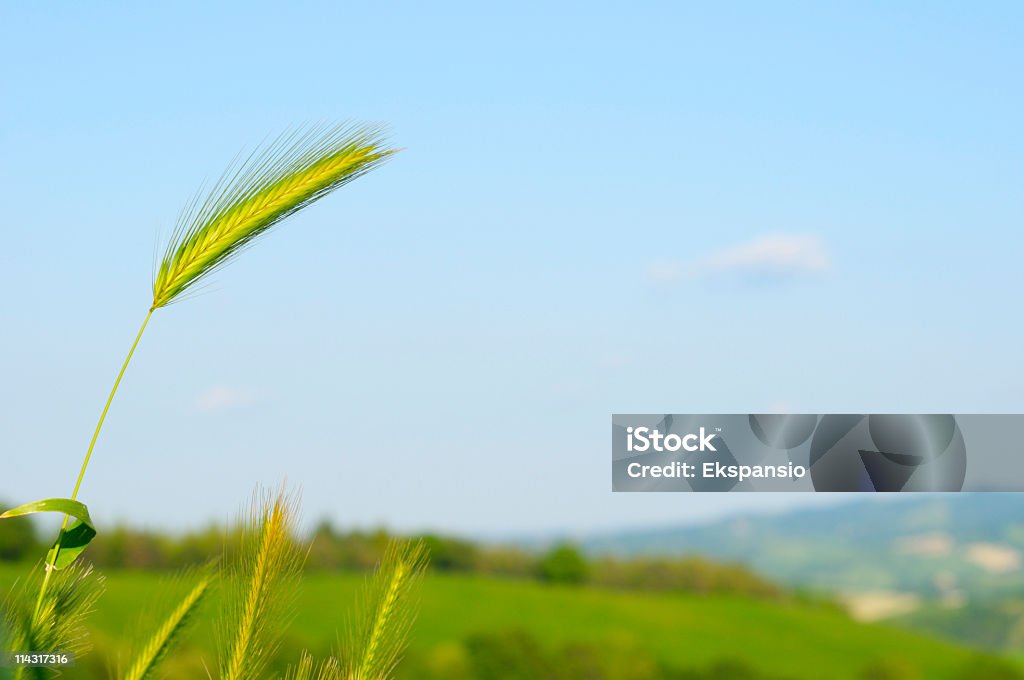 Junge Weizen malerischen - Lizenzfrei Bildhintergrund Stock-Foto