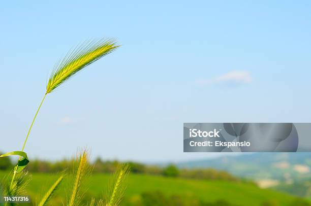 Junge Weizen Malerischen Stockfoto und mehr Bilder von Bildhintergrund - Bildhintergrund, Blatt - Pflanzenbestandteile, Farbbild