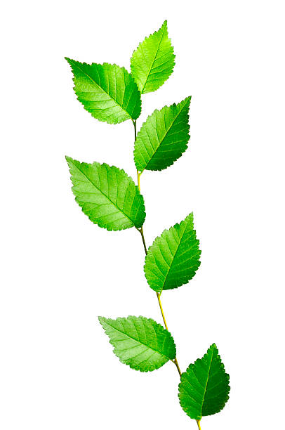 brilhante novo verde folhas em branco - beech leaf isolated leaf new imagens e fotografias de stock