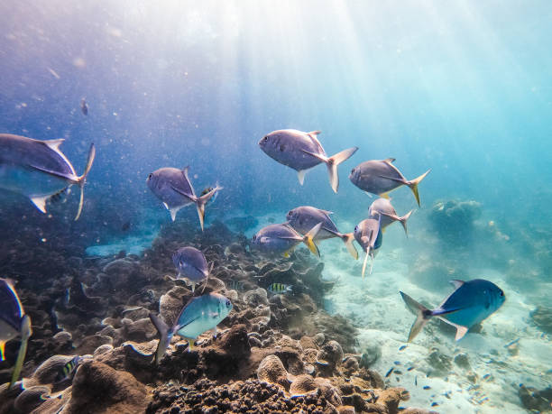 istock a school of fish at Boulder island 1143176732