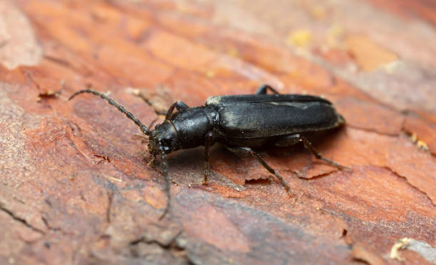 istock Brown spruce longhorn beetle, Tetropium fuscum  on wood 1143177805