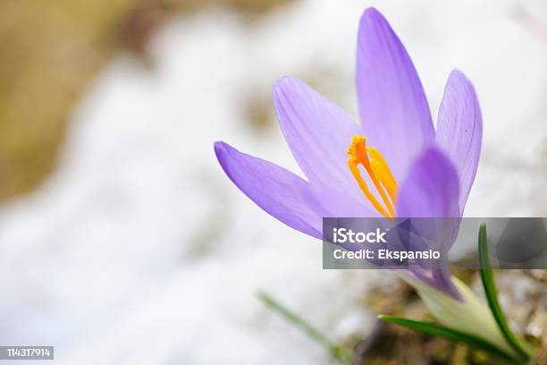 Early Spring Crocus In Snow Series Stock Photo - Download Image Now - Crocus, Yellow, April