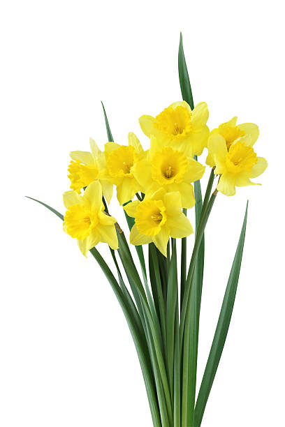 daffodile pacote - daffodil bouquet isolated on white petal - fotografias e filmes do acervo