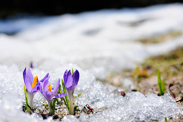 inizio della primavera croco nella neve serie - flower three objects beauty close up foto e immagini stock