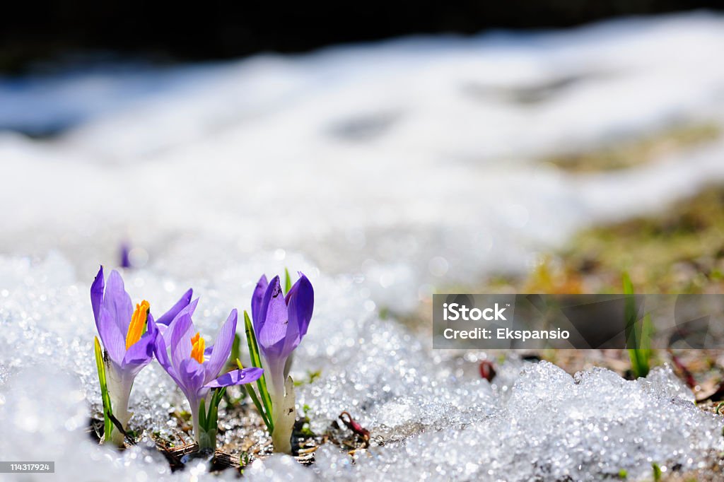 Início da Primavera Crocus em série de neve - Foto de stock de Primavera - Estação do ano royalty-free