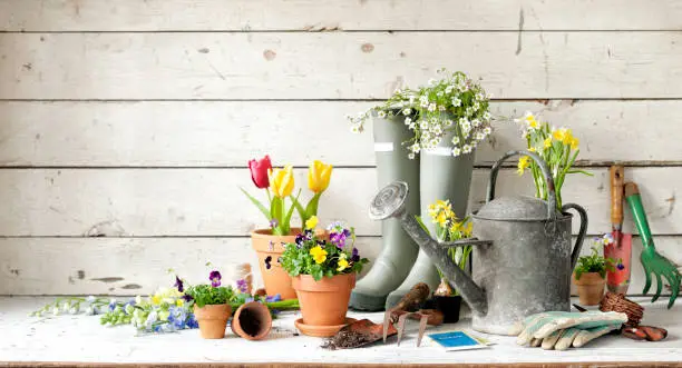 Vintage gardening tools and flowers against a defocused floral and rustic white wood background.