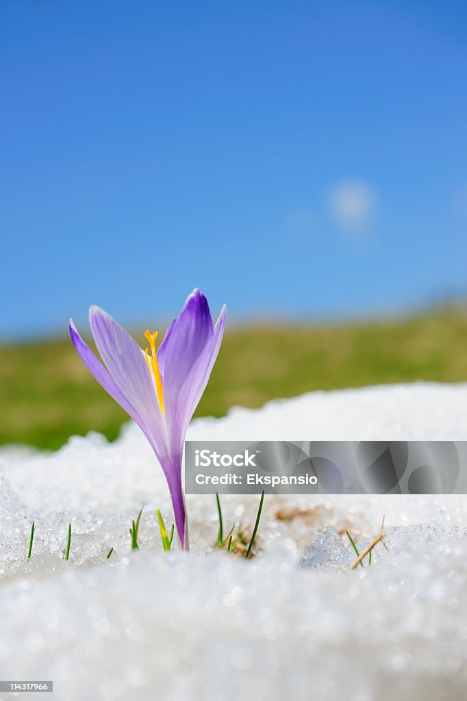 Frühling Krokusse im Schnee series - Lizenzfrei Blume Stock-Foto