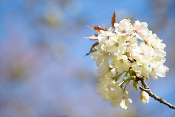 Photo of an Sour Cherry tree flower blossom bloom and grow on a blue background. Blooming small white flowers of Prunus cerasus time lapse in 16:9 ratio. Prunus cerasus (sour cherry, tart cherry, or dwarf cherry) is a species of Prunus in the subgenus Cerasus (cherries), native to much of Europe and southwest Asia. Prunus cerasus, is thought to have originated as a natural hybrid between Prunus avium and Prunus fruticosa in the Iranian Plateau or Eastern Europe where the two species come into contact. Prunus fruticosa is believed to have provided its smaller size and sour tasting fruit. The hybrids then stabilized and interbred to form a new, distinct species.\nCultivated sour cherries were selected from wild specimens of Prunus cerasus and the doubtfully distinct P. acida from around the Caspian and Black Seas, and were known to the Greeks in 300 BC. They were also extremely popular with Persians and the Romans who introduced them into Britain long before the 1st century AD The fruit remains popular in modern-day Iran.