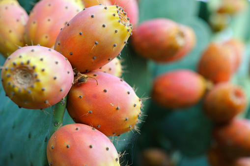 Opuntia Ficus Indica, the prickly pear. Ripe orange and yellow fruits of cactus and green thick leaves with needles