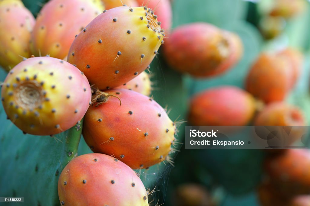 Close up of ripe prickly pear fruit Prickly Pear Fruit  Prickly Pear Cactus Stock Photo