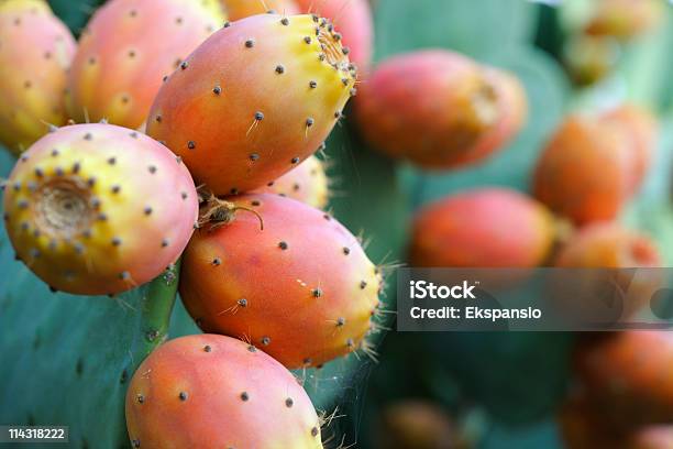 Close Up Of Ripe Prickly Pear Fruit Stock Photo - Download Image Now - Prickly Pear Cactus, Tuna Fruit, Fruit