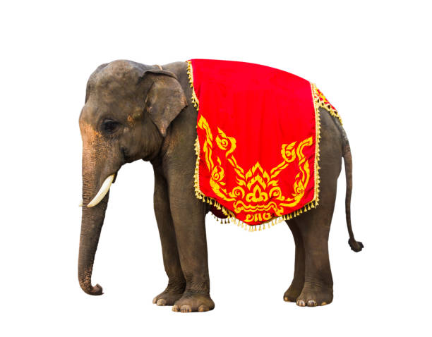 istock Elephant has beautiful and large isolated on white background. colorful painted elephant  ,beside decorated elephants in Thailand. 1143183460