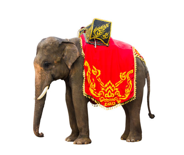istock Elephant has beautiful and large isolated on white background. colorful painted elephant  ,beside decorated elephants in Thailand. 1143183461