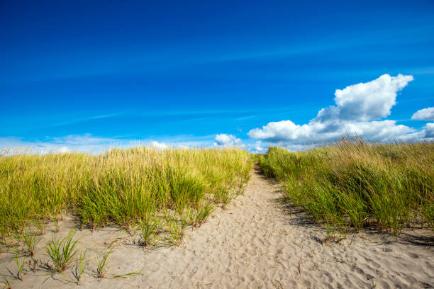 istock Path through sandy coastal dunes covered with lush grass on the coast of the Pacific Ocean 1143185098