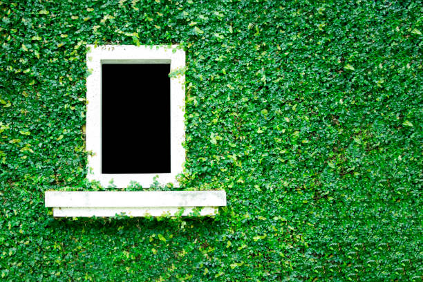 Natural green leaf grass cover wall with white window background