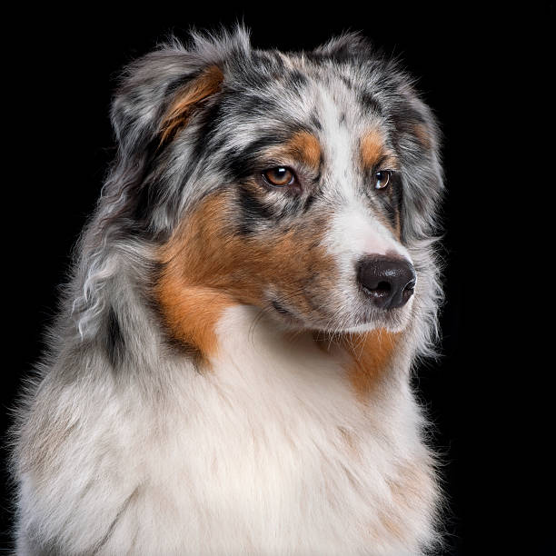 istock Australian Shepherd dog, ten months old, black background. 114318514