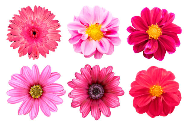 istock collection pink flower isolated on white background 1143185154