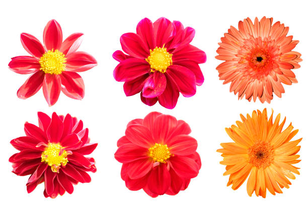 istock collection red chrysanthemum isolated on white background 1143185164