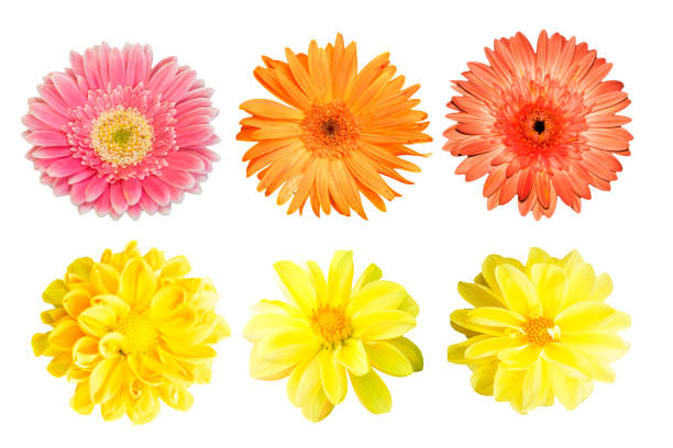 istock collection Yellow chrysanthemum and collection gerbera isolated on white background. 1143185176