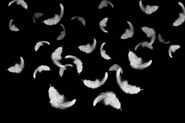 Feather abstract background White feathers falling in the air, isolated on black background feathers falling stock pictures, royalty-free photos & images