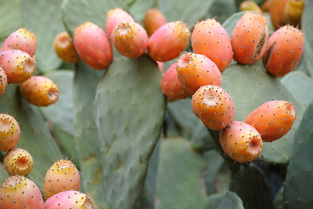 Prickly Pear Fruit Plant  nopal fruit stock pictures, royalty-free photos & images