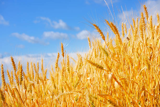 Golden Summer Wheat Crop against Blue Sky Background