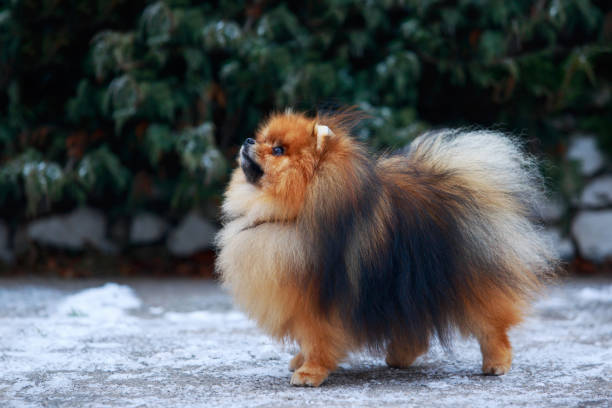 istock the dog breed pomeranian spitz 1143188544