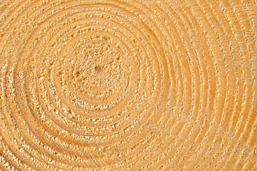 Weathered wood surface with eroded texture and dark contrasting tree rings abstract natural background texture