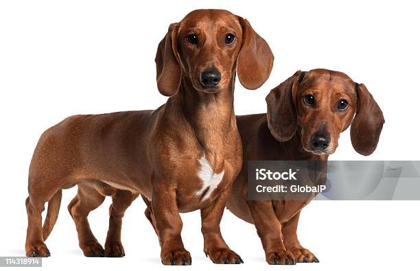 Seitenansicht Von Zwei Dachshunds Stehend Weißen Hintergrund Stockfoto und mehr Bilder von Dackel