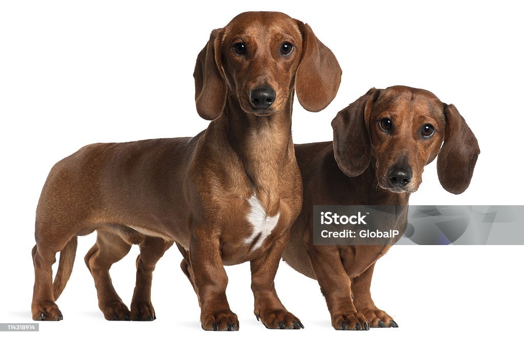 Vista laterale di due Dachshunds, in piedi, sfondo bianco. - Foto stock royalty-free di Bassotto