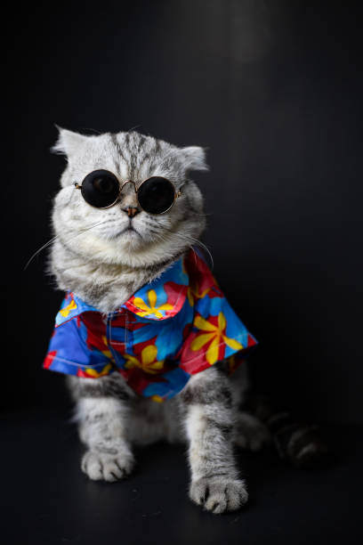 istock Scottish fold cat are wear sunglass and shirt. 1143189306