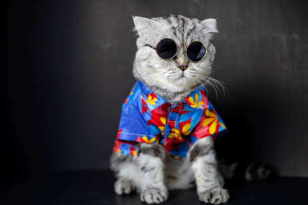 istock Scottish fold cat are wear sunglass and shirt. 1143189307