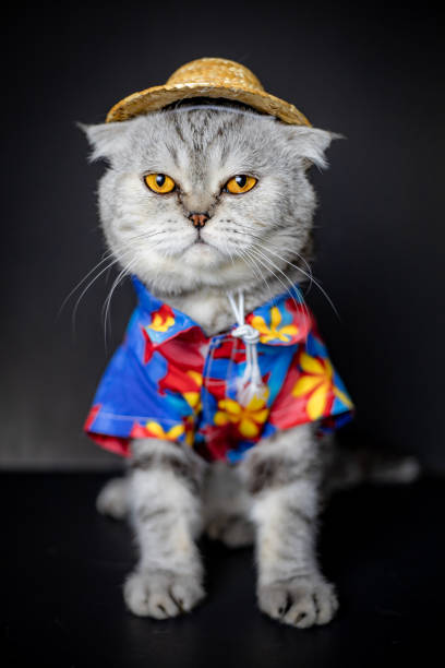 istock Scottish fold cat are wear shirt and hat. 1143189308