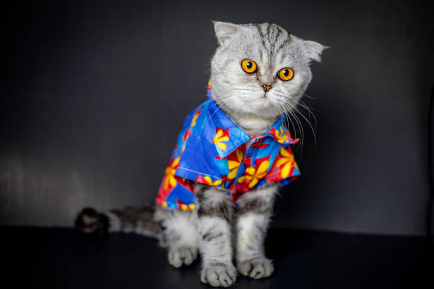istock Scottish fold cat are wear floral shirt. 1143189312