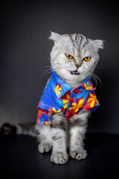 istock Scottish fold cat are wear floral shirt. 1143189313