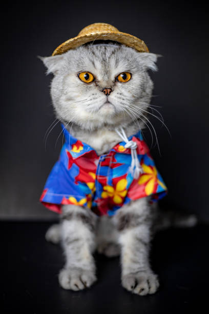 istock Scottish fold cat are wear shirt and hat. 1143189318