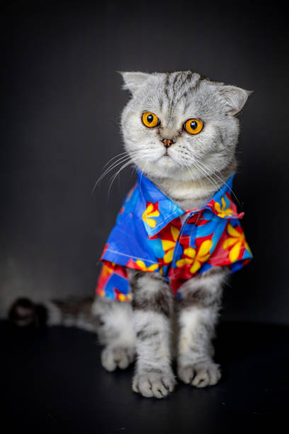 istock Scottish fold cat are wear floral shirt. 1143189320