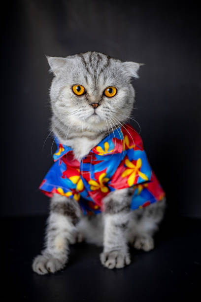 istock Scottish fold cat are wear floral shirt. 1143189324