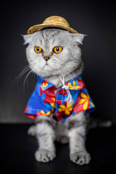 istock Scottish fold cat are wear shirt and hat. 1143189328