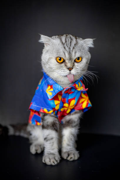 istock Scottish fold cat are wear floral shirt. 1143189329