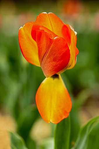 beautiful yellow apricot red tulip blurred background
