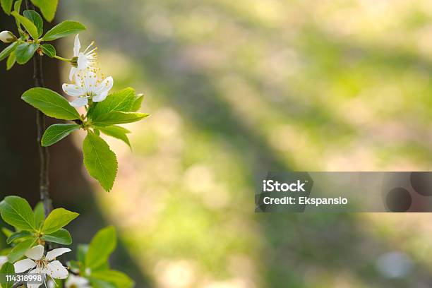 Sfondo Bordo Con Fiore Di Primavera - Fotografie stock e altre immagini di Affettuoso - Affettuoso, Ambientazione esterna, Ambientazione tranquilla