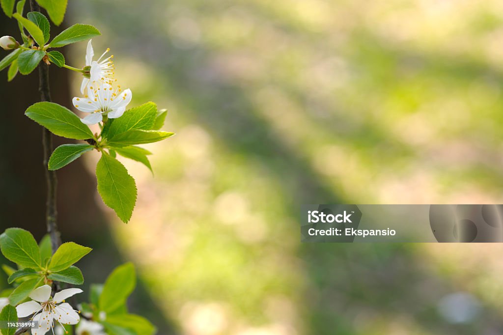 Fronteira de flor de primavera com fundo - Foto de stock de Abril royalty-free