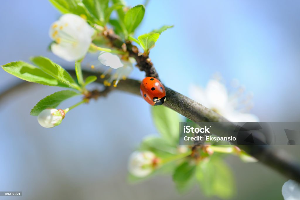 Spring Marienkäfer-auf Ast von Blossom - Lizenzfrei Marienkäfer Stock-Foto