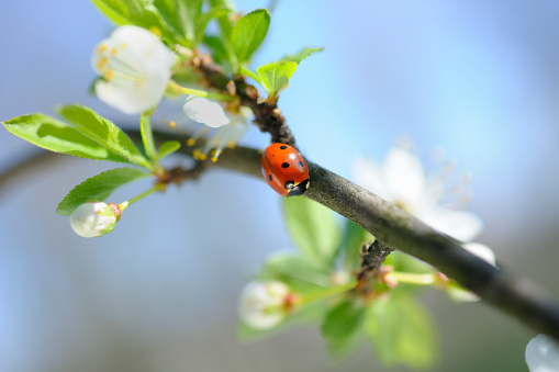 Spring sketch, two ladybugs on the branch among white inflorescences, beauty in nature