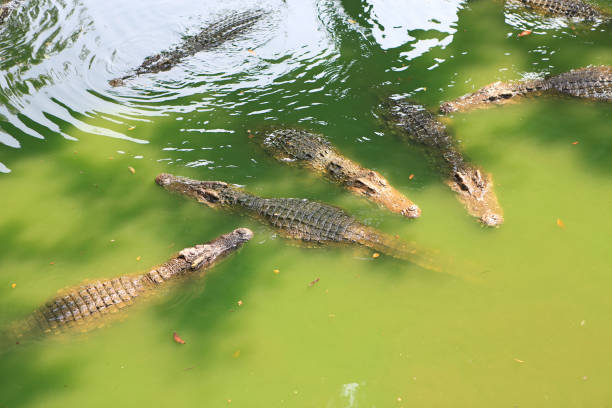istock Crocodiles in a farm, Thailand. 1143190641